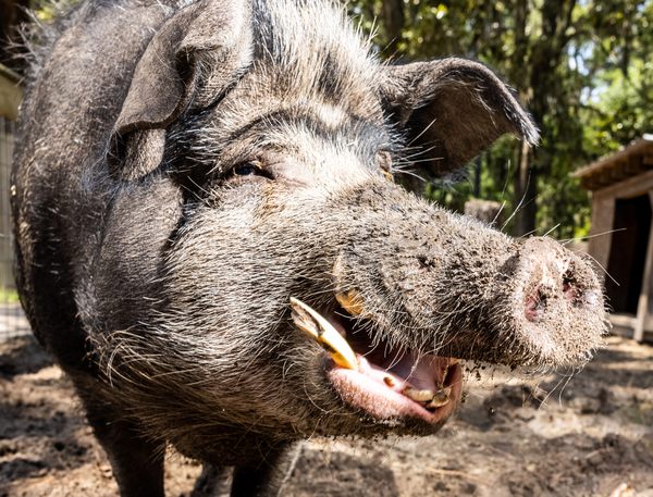 Saving the Hogs of Ossabaw Island