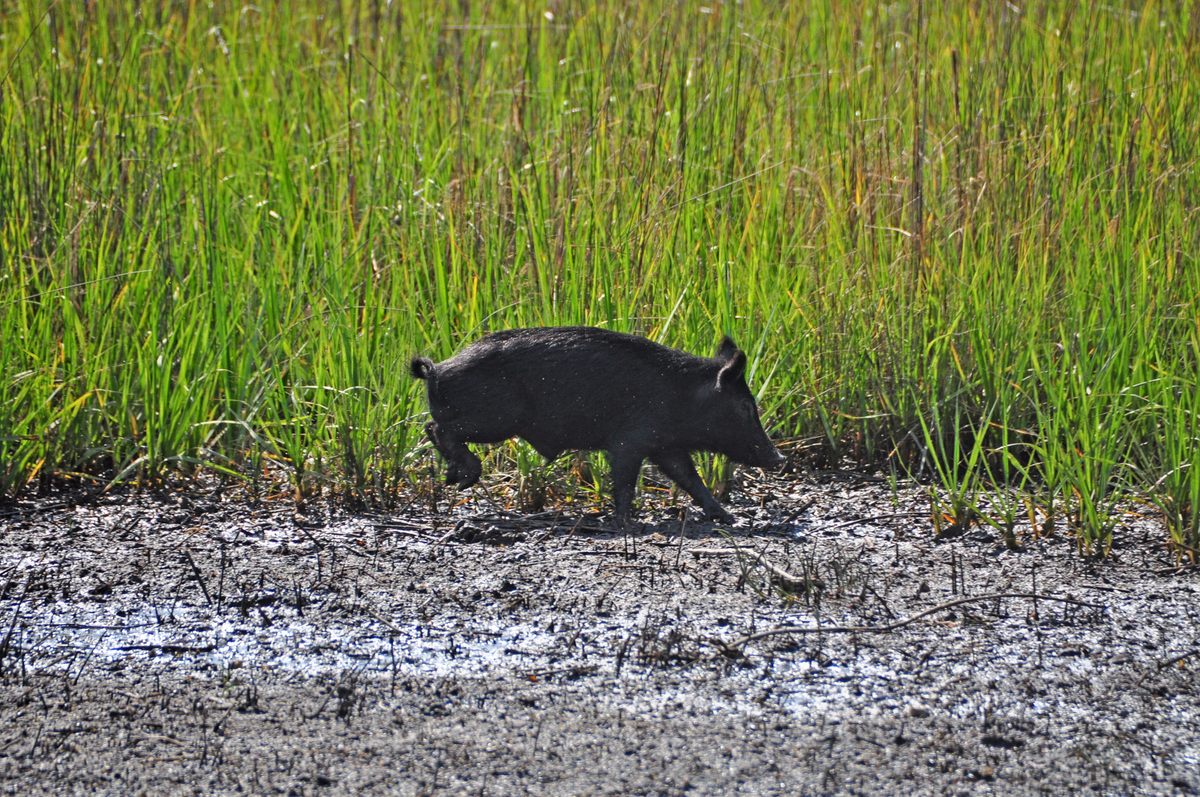 An Ossabaw hog on the move.