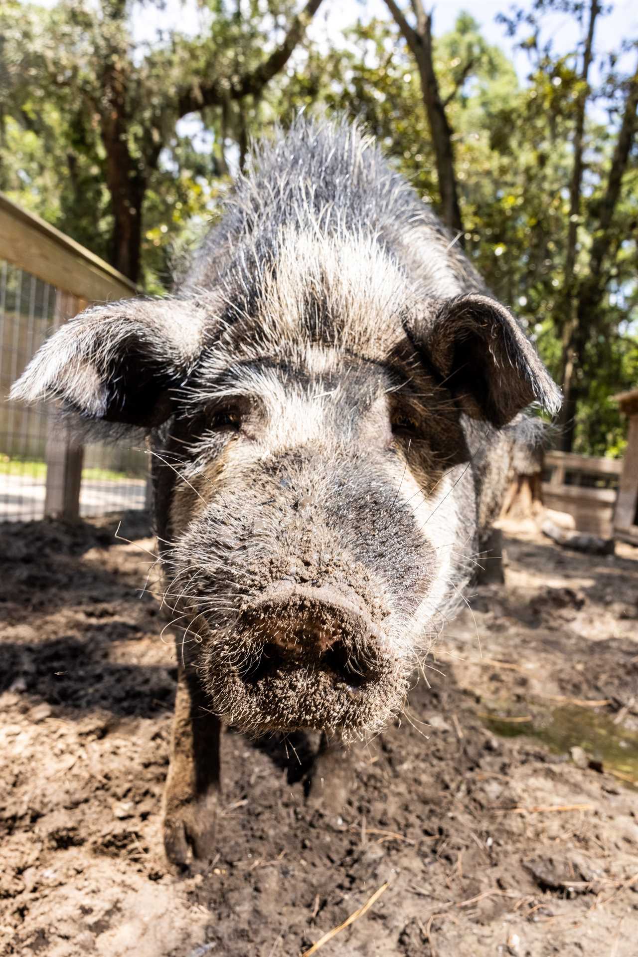An Ossabaw hog in Savannah.