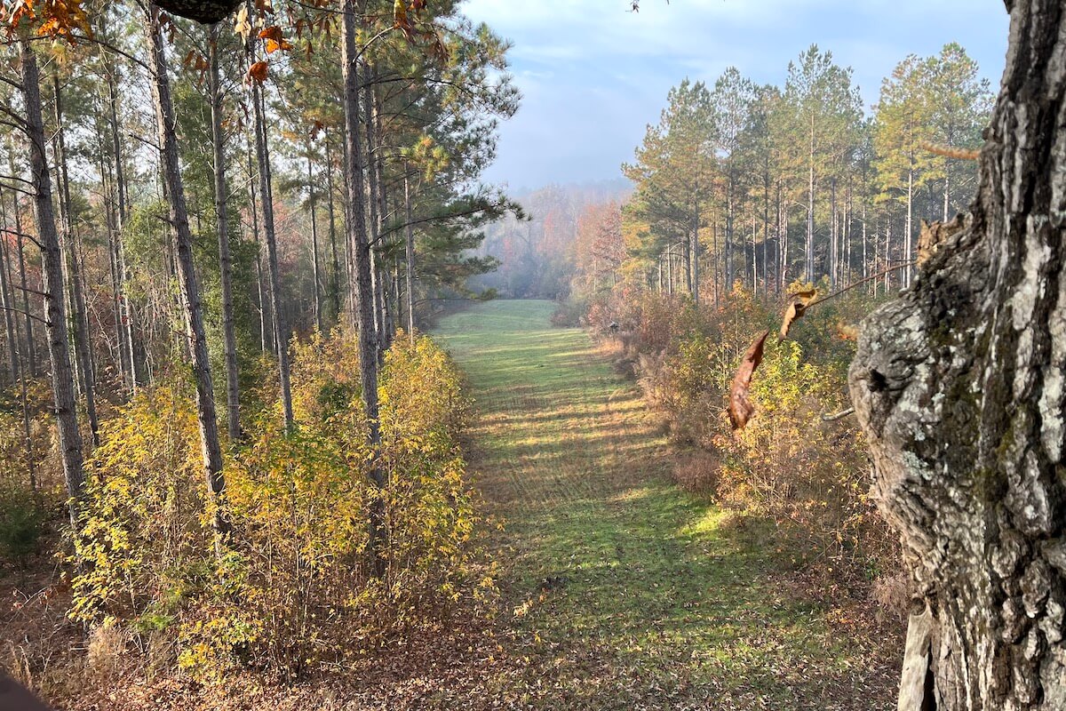 Food Plot at Deer Camp